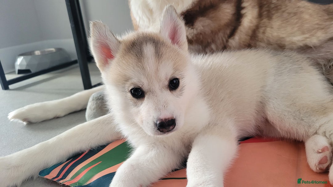 Siberian Husky dogs for sale: Best Quality Siberian Husky Puppies in Scotland - Image 17