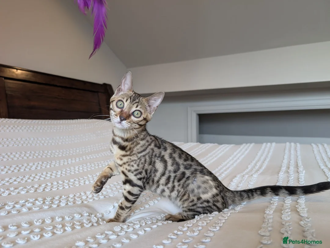 Bengal cats for sale: 🤎🖤 Gorgeous Bengal Girl 🖤🤎 - Advert 2