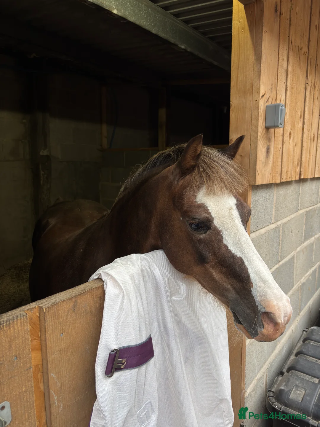 Welsh Section B horses for sale: Welsh B 13h gelding all rounder - Advert 5