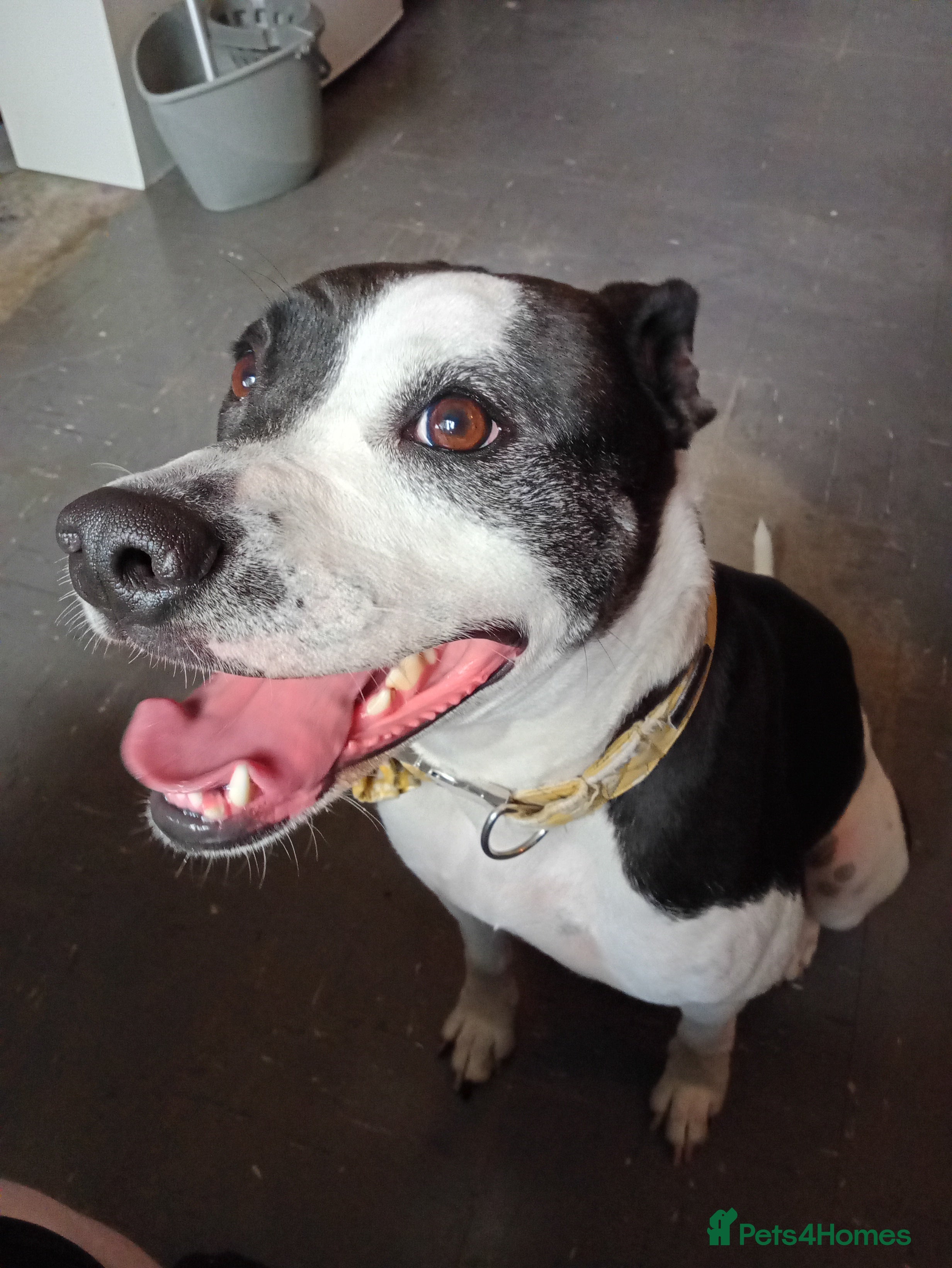 Mixed Breed dogs 'unrehomeable dog' needs a new home  - Advert 3