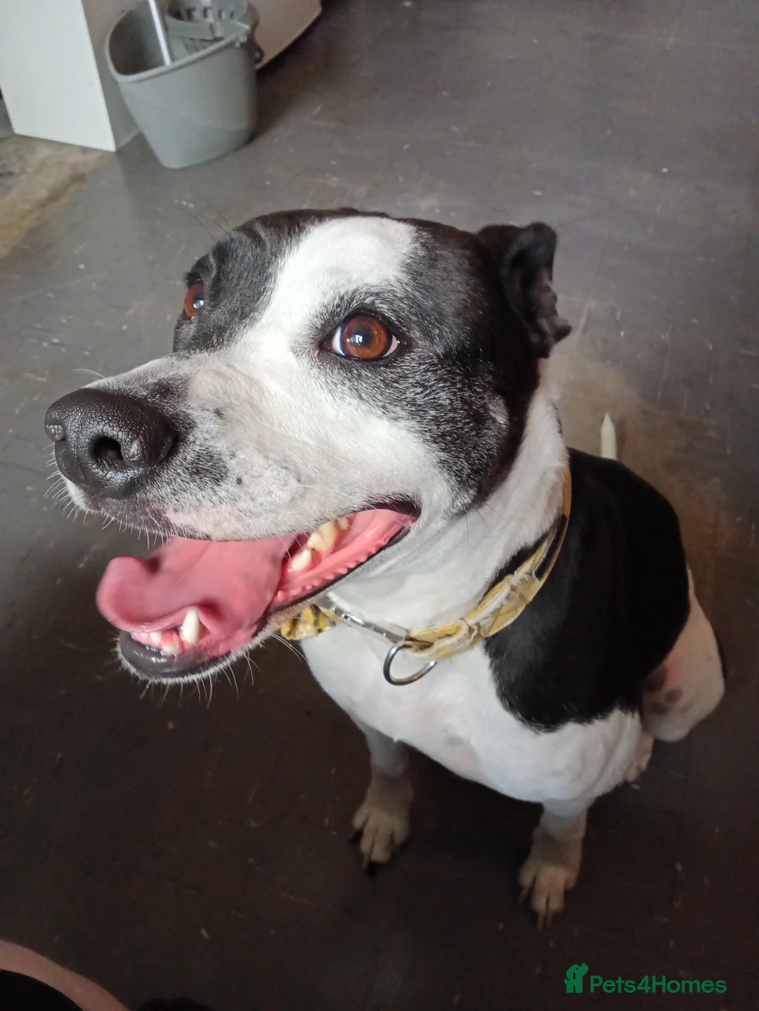 Mixed Breed dogs for sale: 'unrehomeable dog' needs a new home  - Advert 1