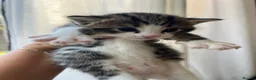 Mixed Breed cats for sale: Bengal/ mancoon mixed kittens in St. Neots - Advert 4