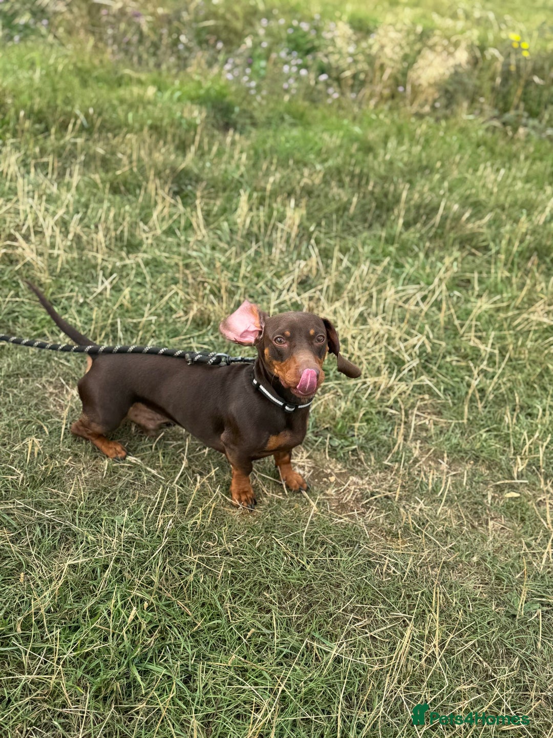 Miniature Dachshund dogs for stud: Miniature Chocolate Dachshund for stud - Image 11