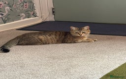 Mixed Breed cats for sale: Beautiful little kitten - Image 7