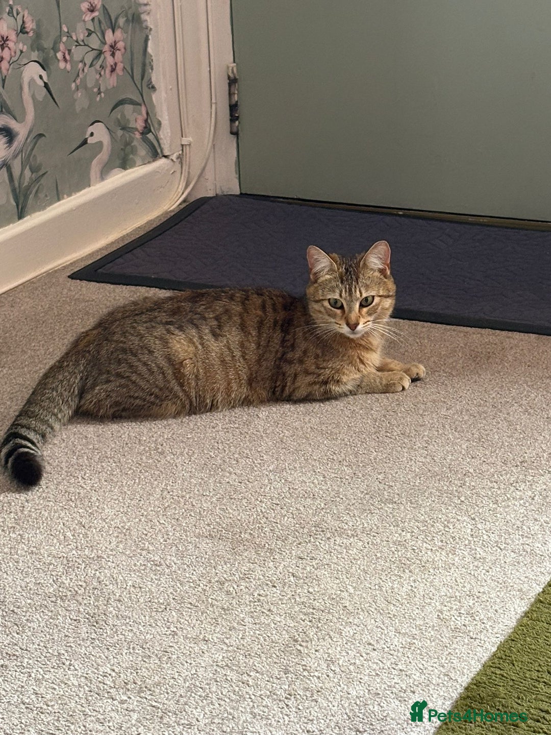 Mixed Breed cats for sale: Beautiful little kitten - Image 7