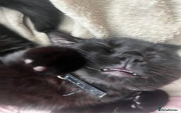 Mixed Breed cats for sale: Black female cat  - Advert 3