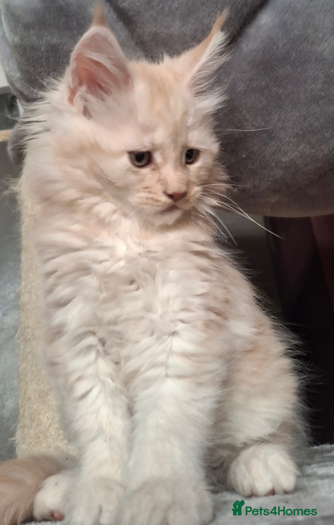 Maine Coon cats for sale: Gorgeous kittens  - Image 8