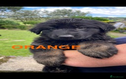 German Shepherd dogs for sale: ONE GIRL AVAILABLE -German shepherd puppies - Image 11