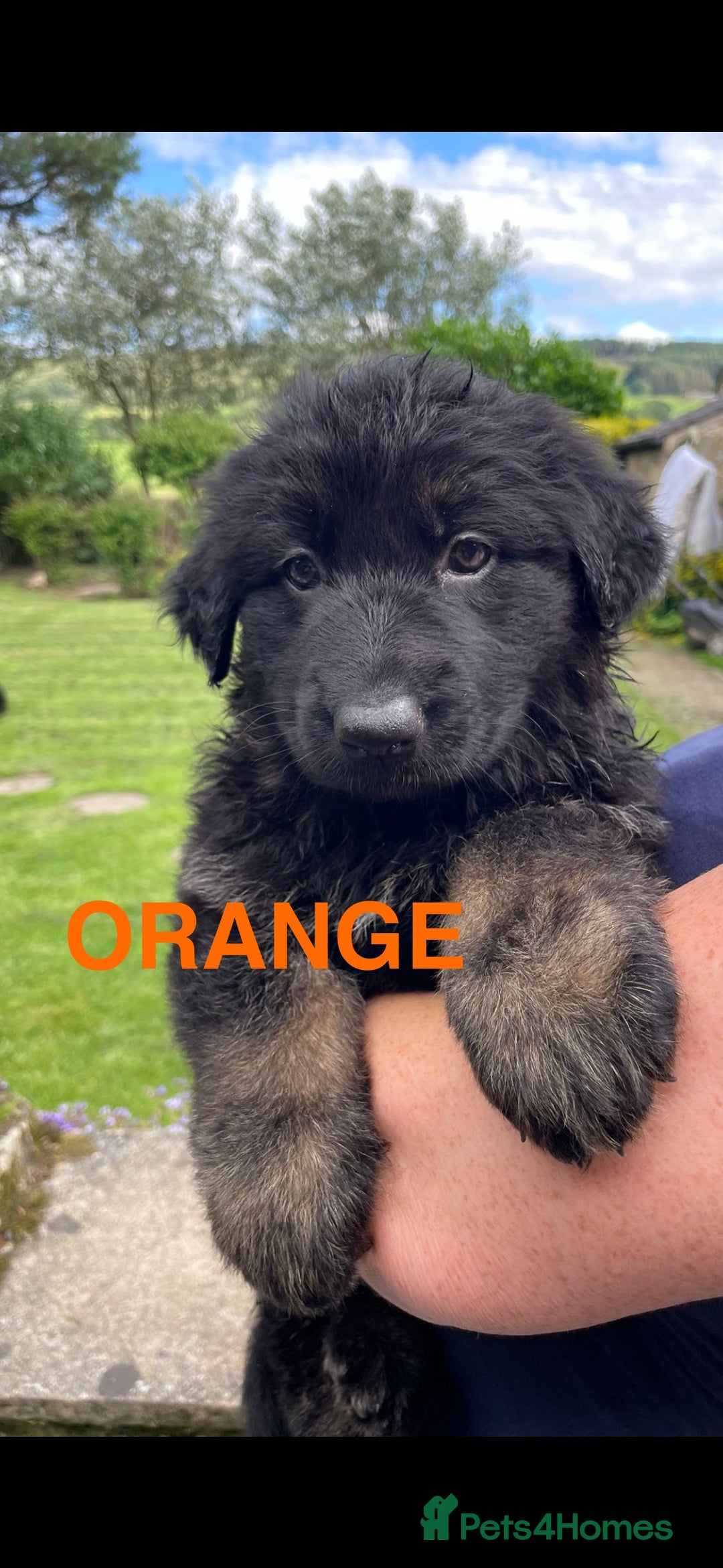 German Shepherd dogs for sale: ONE GIRL AVAILABLE -German shepherd puppies - Image 11