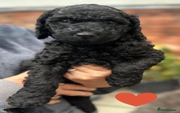 Labradoodle dogs for sale: Labradoodle puppies - Ready for forever homes now - Image 33