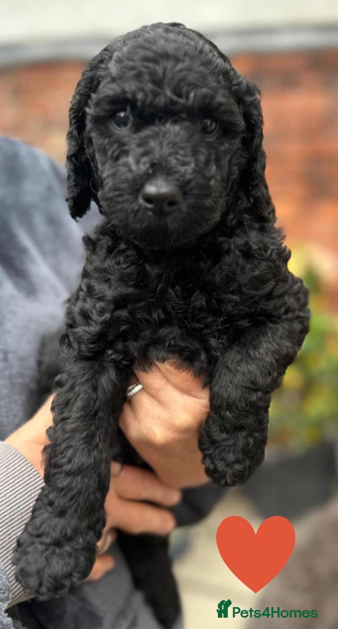 Labradoodle dogs for sale: Labradoodle puppies - Ready for forever homes now - Image 33