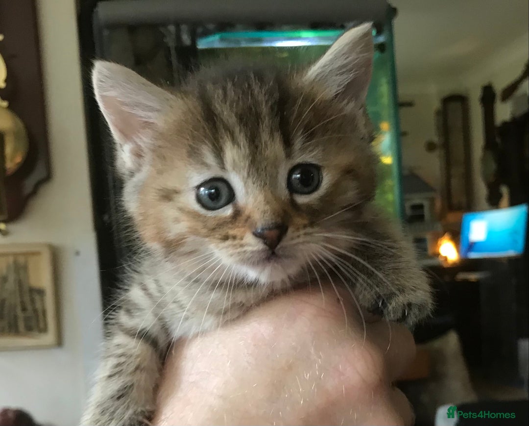 Mixed Breed cats for sale: Beautiful Fluffy Tabby Siblings for sale - Image 3