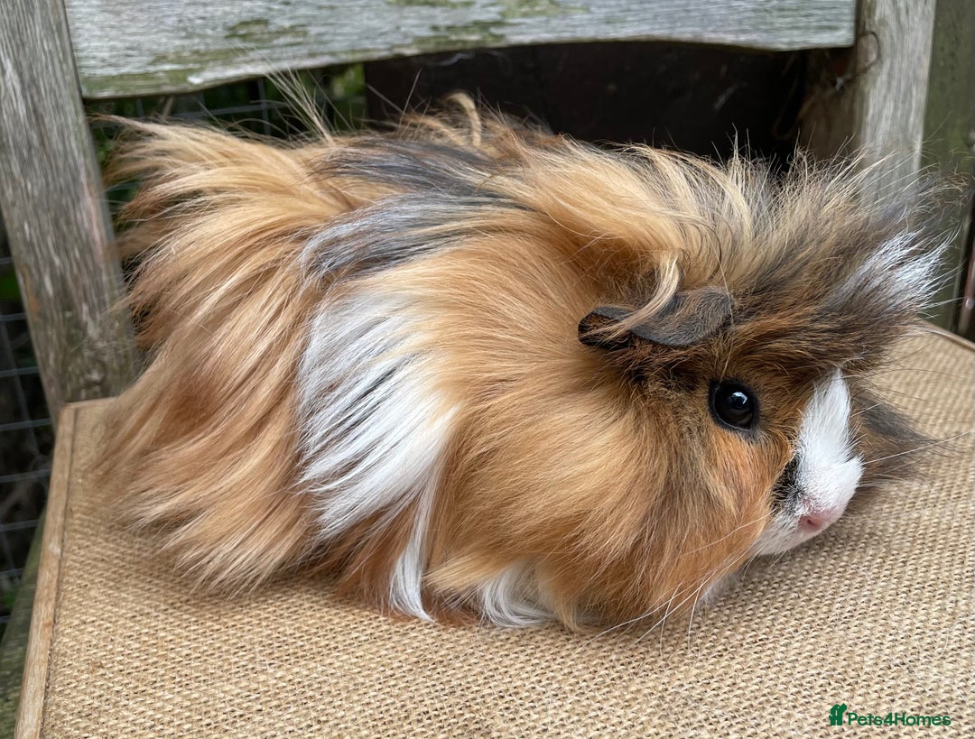 Guinea Pig rodents for sale: Lovely baby girls - Image 10