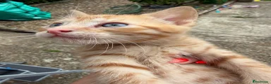 Mixed Breed Kitten 1