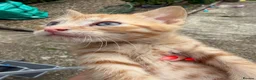 Mixed Breed cats for sale: Mixed breed stunning kittens - Advert 1