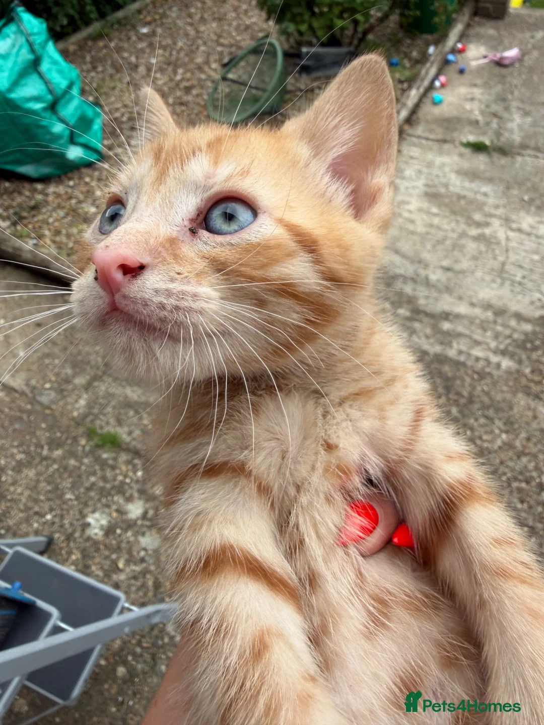 Mixed Breed cats for sale: Mixed breed stunning kittens - Advert 1