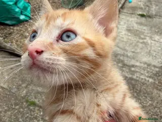 Mixed Breed cats Mixed breed stunning kittens - Advert 2