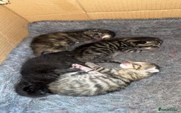 Mixed Breed cats for sale: 4 beautiful Kittens  - Image 4