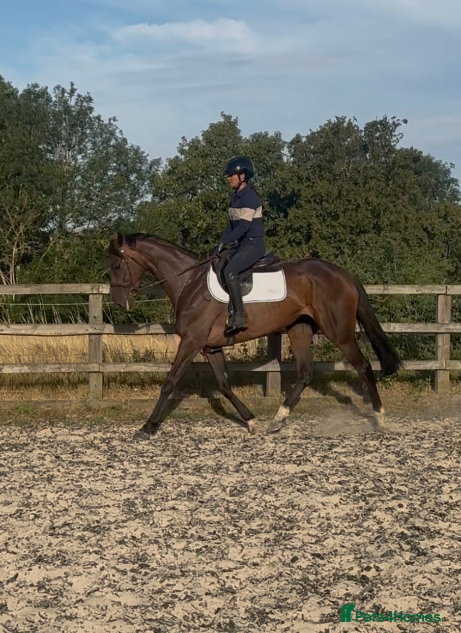 English Thoroughbred horses Eye catching mate  - Advert 5
