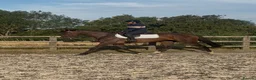 English Thoroughbred horses for sale: Eye catching mate  in Warwick - Advert 1