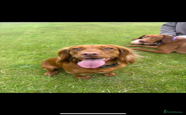 Cocker Spaniel dogs Working cocker spaniel pups 5 boys 2 girls left  - Advert 4