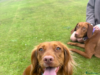 Cocker Spaniel dogs Working cocker spaniel pups 5 boys 2 girls left - Advert 5