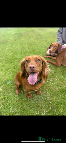 Cocker Spaniel dogs Working cocker spaniel pups 5 boys 2 girls left - Advert 3
