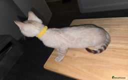 Bengal cats for sale: BLUE EYE SNOW BENGAL LYNC TICA ACTIVE - Image 25