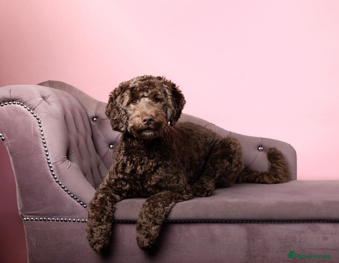 Australian Labradoodle dogs for sale: Home raised Australian Labradoodles due October - Image 4
