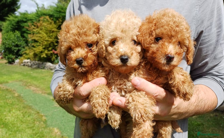 Toy Poodle dogs - Advert 3