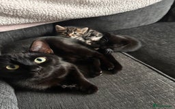 Mixed Breed cats for sale: 2 mixed breed kittens  - Advert 1