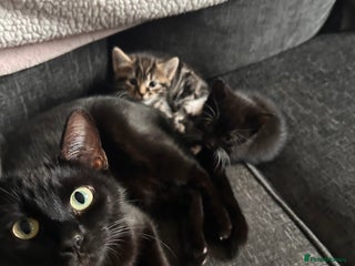 Mixed Breed cats 2 mixed breed kittens - Advert 1