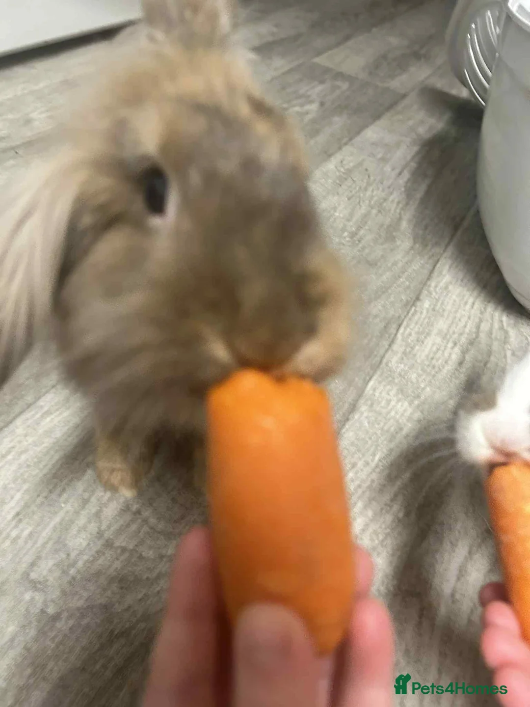 Mixed Breed rabbits for sale: 2 beautiful friendly bunnies - Advert 2