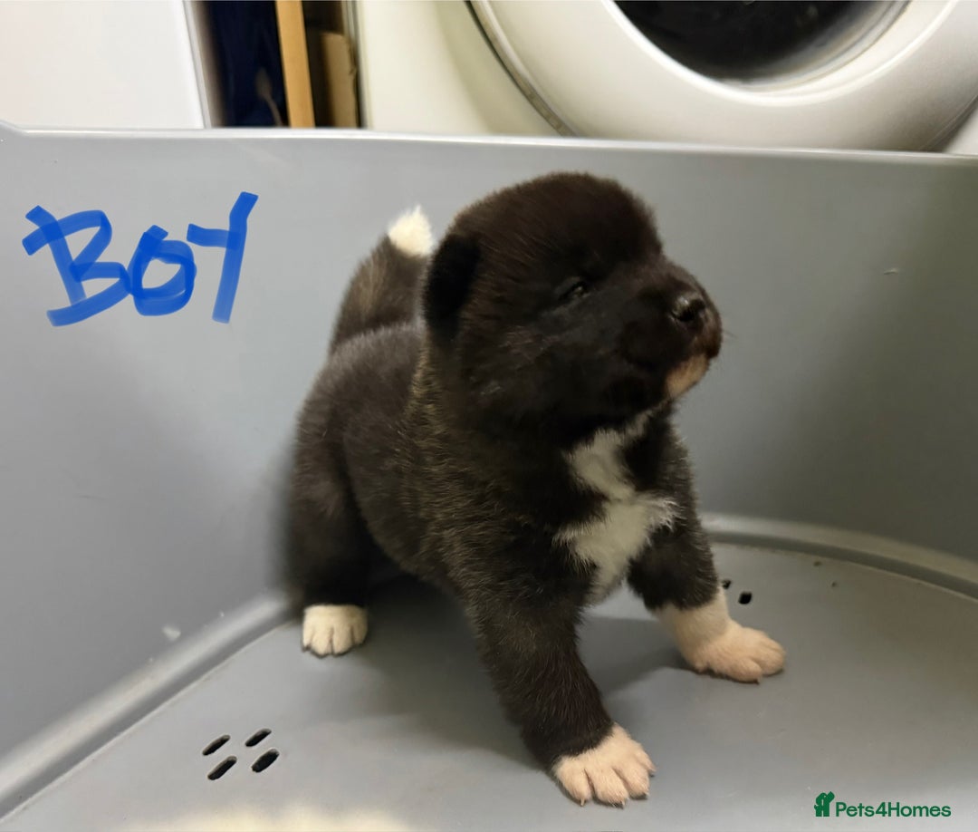 Akita dogs for sale: American Akita Puppies - Image 16