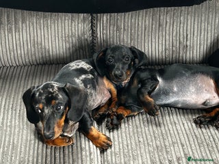 Miniature Dachshund dogs - Advert 4