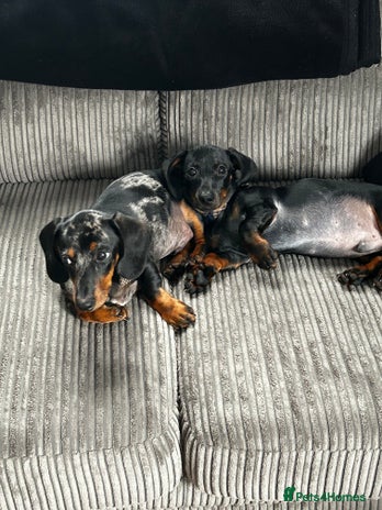 Miniature Dachshund dogs - Advert 15