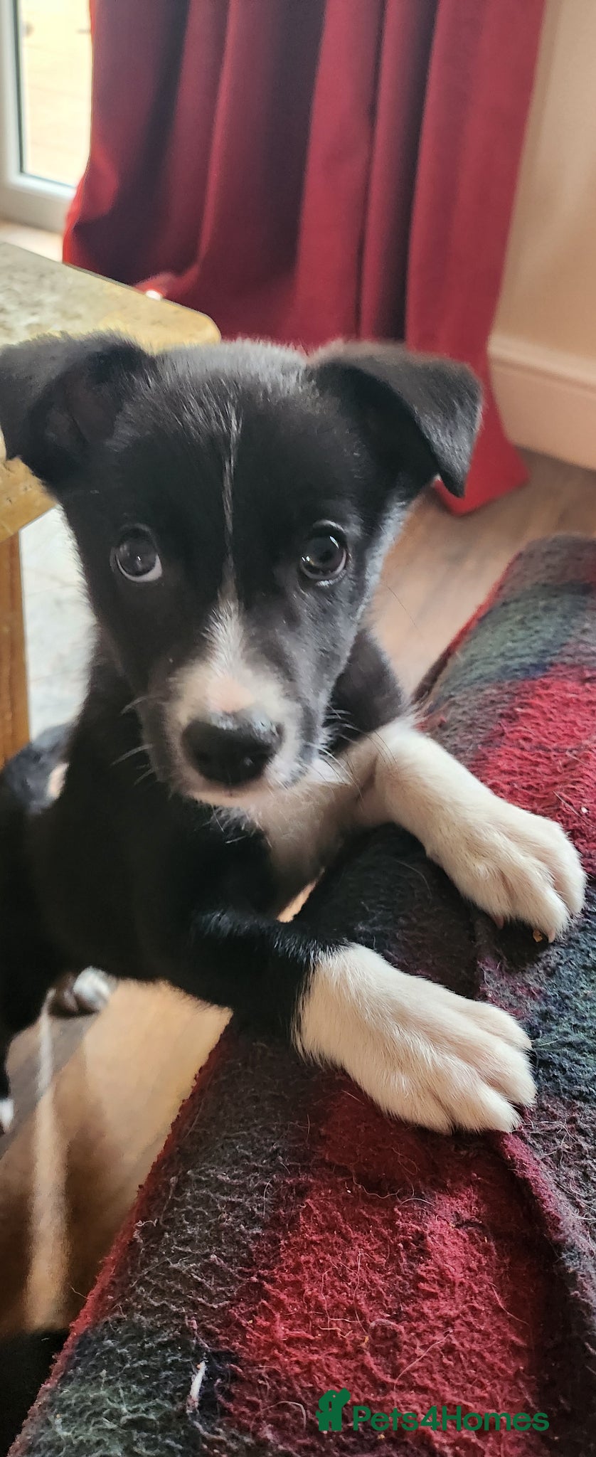 Border Collie dogs READY TO LEAVE, 2 Border Collies, boys - Advert 4