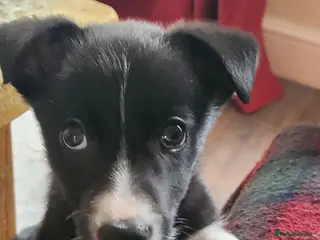 Border Collie dogs READY TO LEAVE, 2 Border Collies, boys - Advert 4