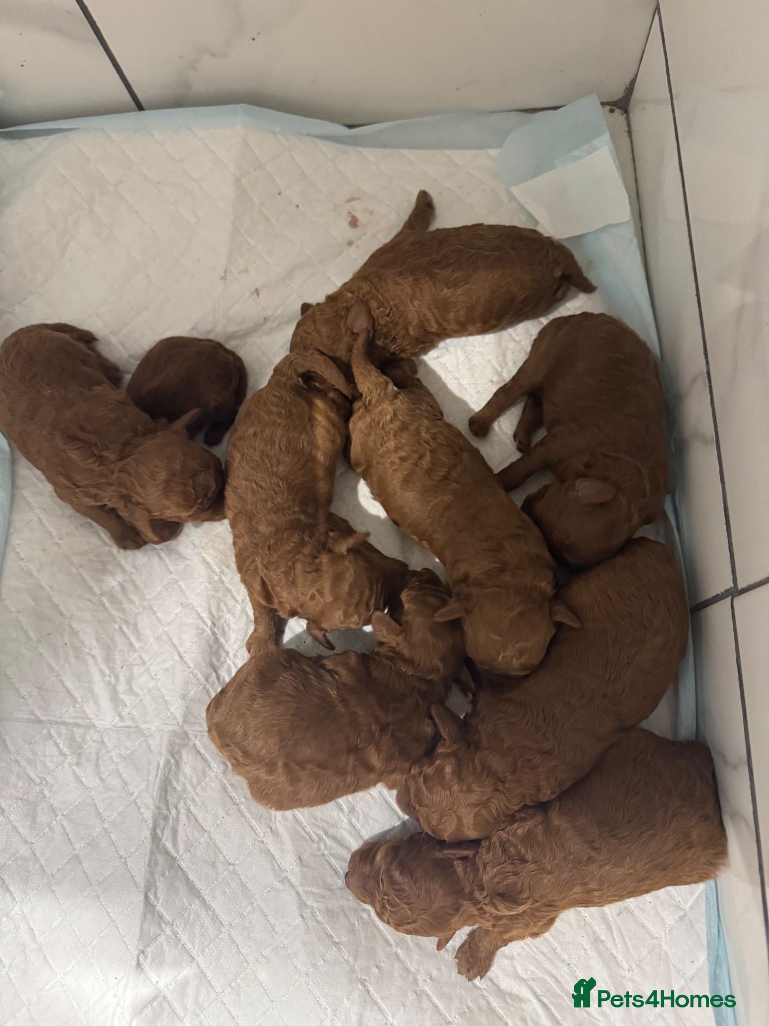 Toy Poodle dogs KC dark ExtraTiny toy poodle puppies champion line - Advert 1