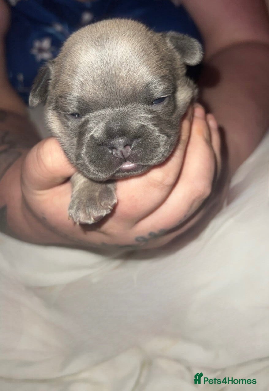 French Bulldog dogs 1 blue fawn & 1 lilac fawn french bulldog puppies  - Advert 8