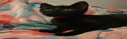 Mixed Breed cats for sale: 7 beautiful kittens - Advert 33