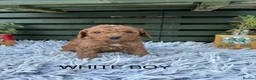 Cockapoo dogs for sale: F1b Cockapoos - Advert 5