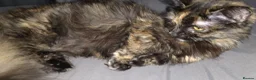 Munchkin cats for sale: Loving munchkin for sale - Advert 6