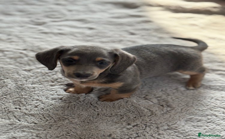 Miniature Dachshund dogs - Advert 2
