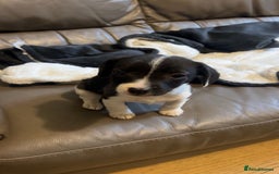 Mixed Breed dogs for sale: Adorable Jack Russell X Puppies - Ready Now - Image 8