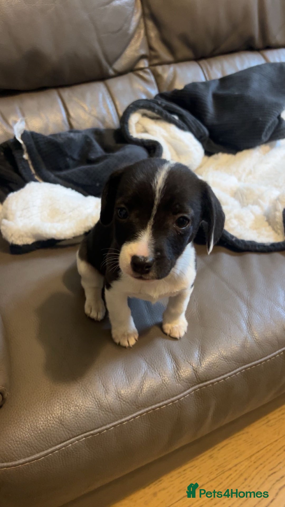Mixed Breed dogs for sale: Adorable Jack Russell X Puppies - Ready Now - Image 8