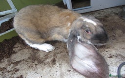 English Lop rabbits for sale: GENUINE ENGLISH LOPS (PURE BRED) - Image 2