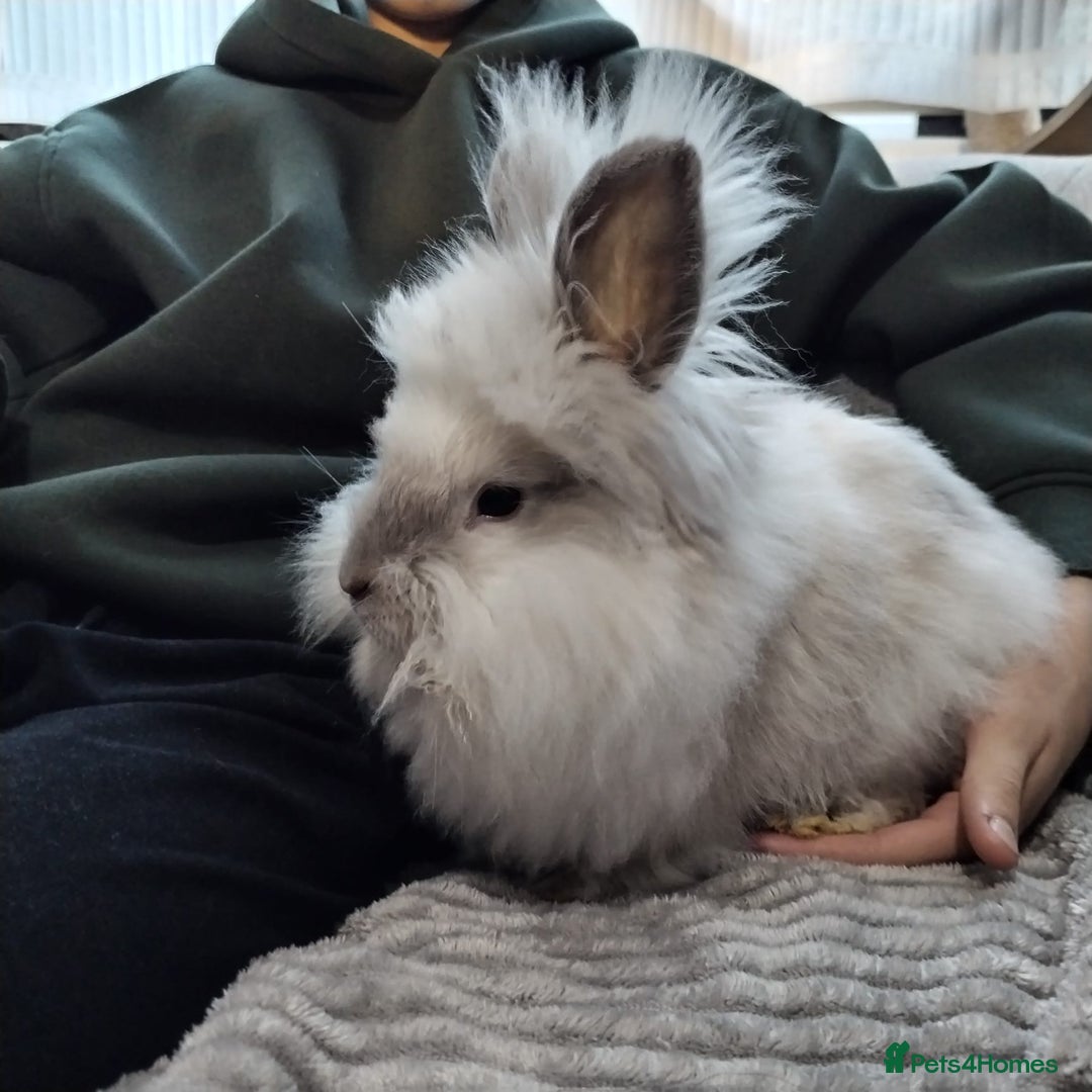 Lionhead rabbits for sale: Free Fluffy Double Mained Lionhead Girl - Advert 1