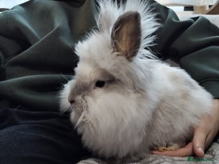 Lionhead rabbits Free Fluffy Double Mained Lionhead Girl - Advert 19