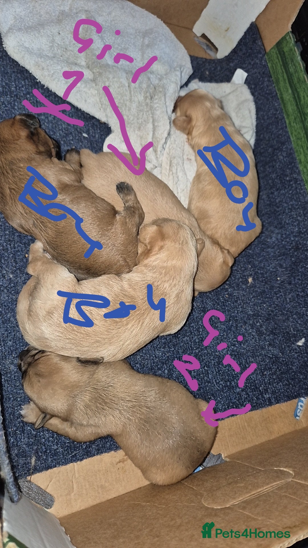 Chipoo dogs for sale: Beautiful chipoo puppys  - Advert 5